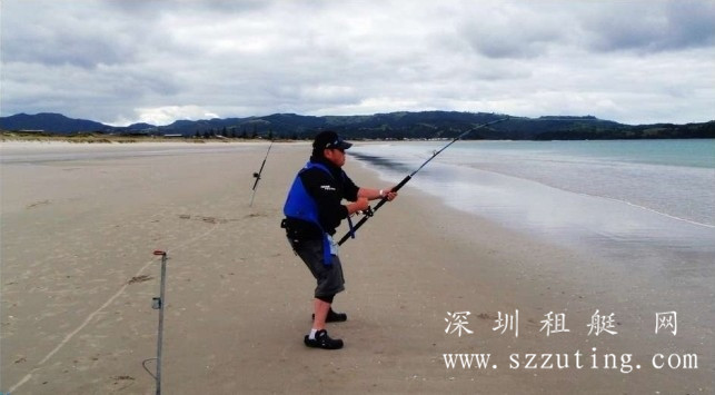 鲨鱼上钩 鲨鱼上钩