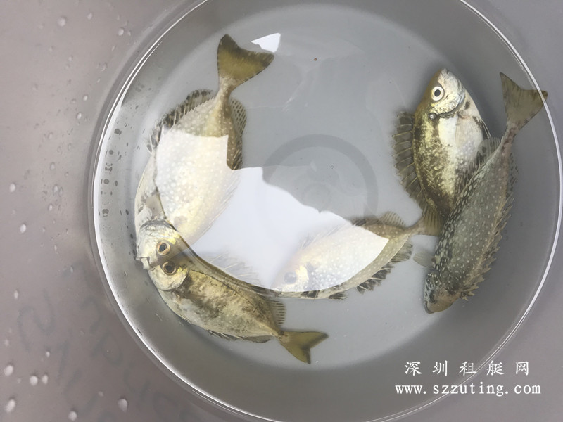 游艇海钓