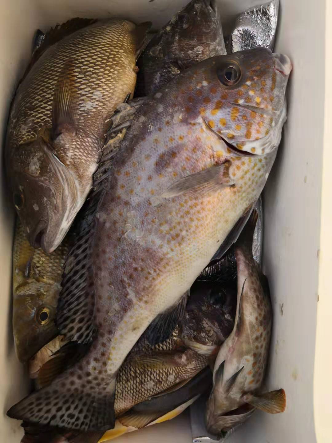 海鱼